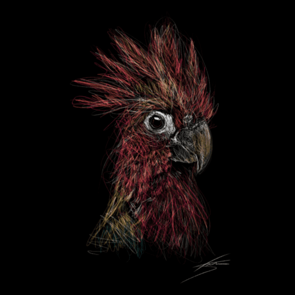 Vogels - Papegaai