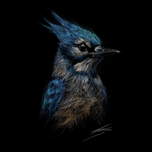 Vogels - Blauwe gaai