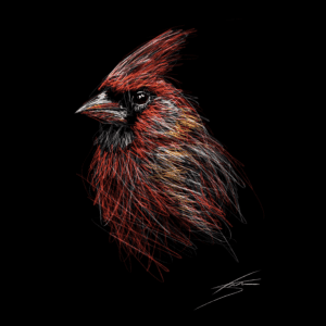 Vogels - Rode kardinaal
